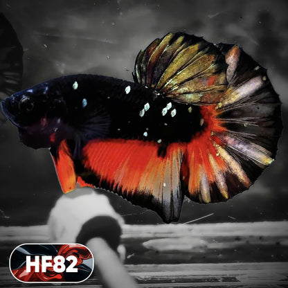 Dark Flame Hellfire Plakat Male Betta Fish | You Pick Fish | Exotic Betta