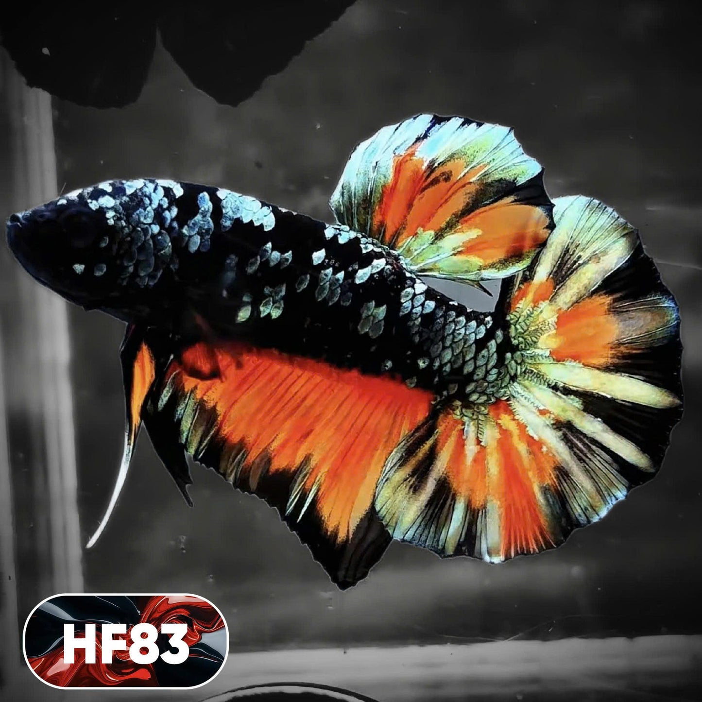Dark Flame Hellfire Plakat Male Betta Fish | You Pick Fish | Exotic Betta