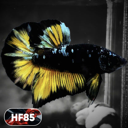 Dark Flame Hellfire Plakat Male Betta Fish | You Pick Fish | Exotic Betta
