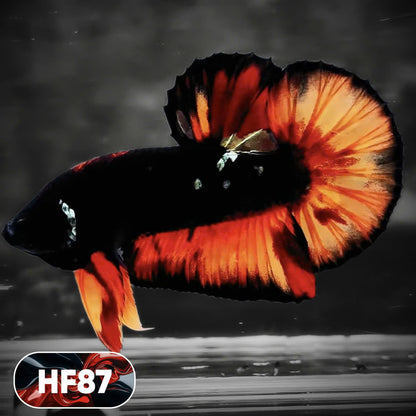 Dark Flame Hellfire Plakat Male Betta Fish | You Pick Fish | Exotic Betta