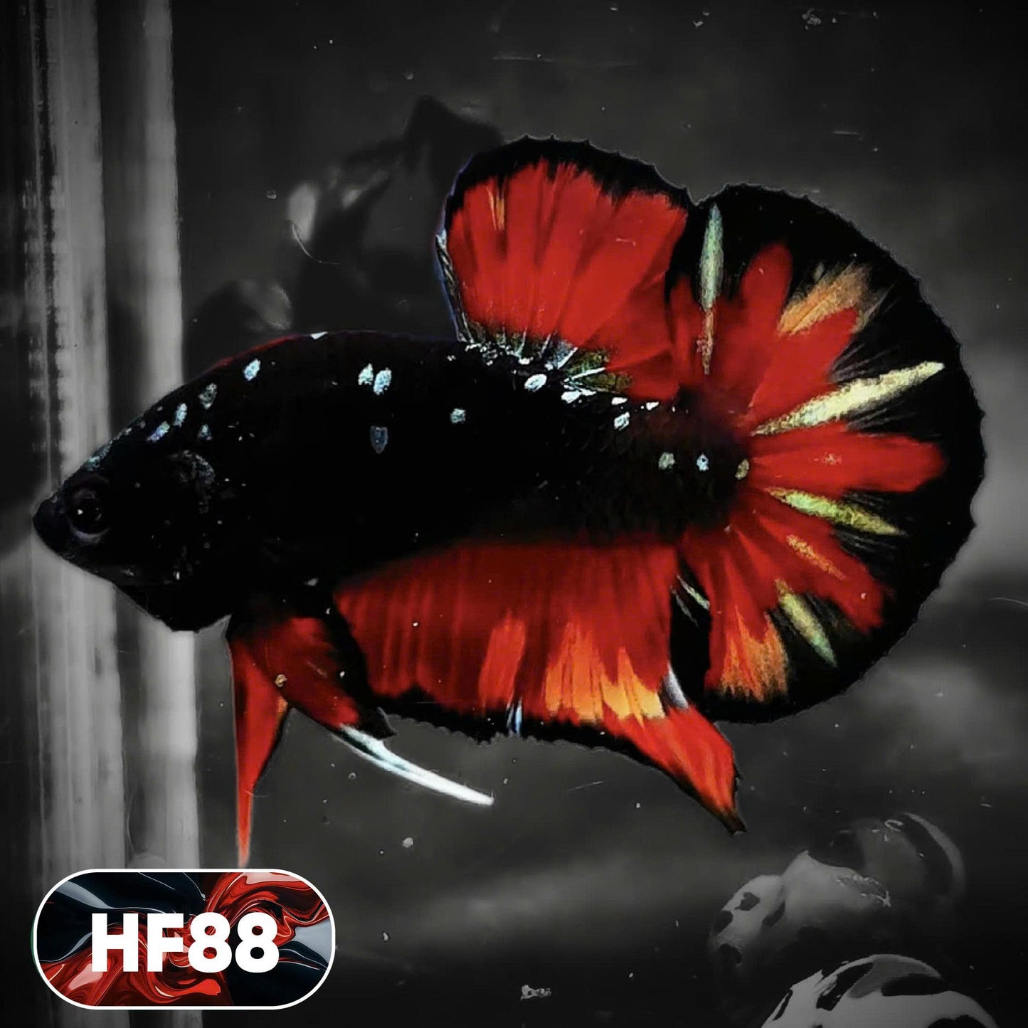 Dark Flame Hellfire Plakat Male Betta Fish | You Pick Fish | Exotic Betta