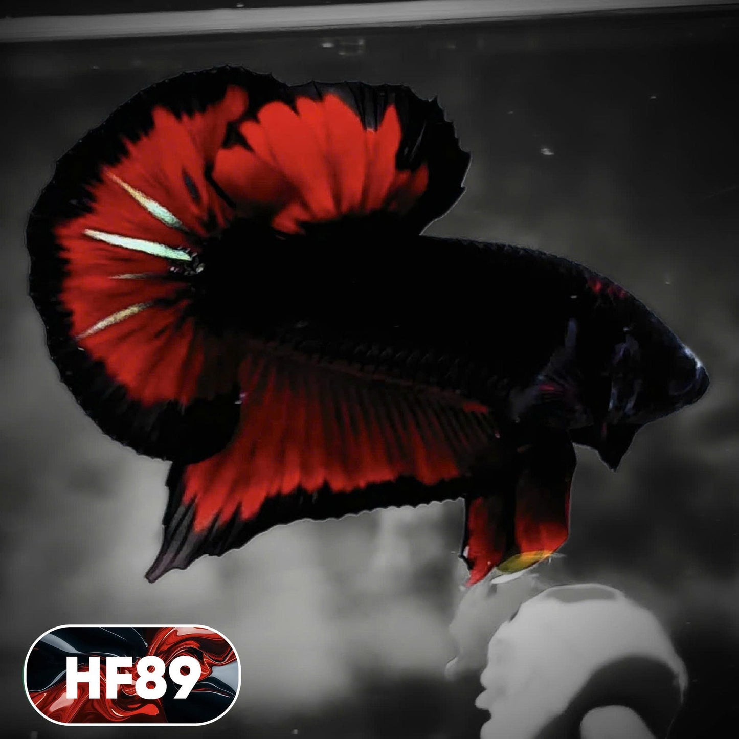 Dark Flame Hellfire Plakat Male Betta Fish | You Pick Fish | Exotic Betta