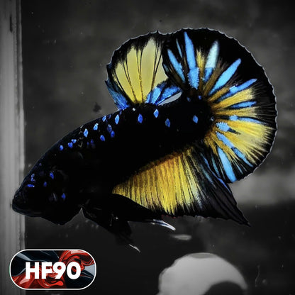 Dark Flame Hellfire Plakat Male Betta Fish | You Pick Fish | Exotic Betta