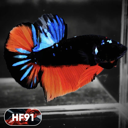 Dark Flame Hellfire Plakat Male Betta Fish | You Pick Fish | Exotic Betta