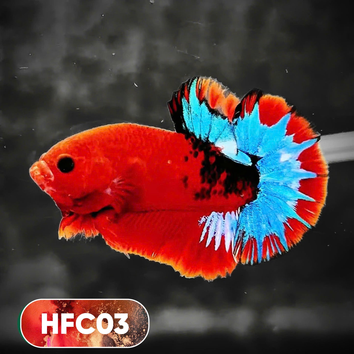 Hellboy Plakat Male Betta Fish | Order Directly From Farm | You Pick Fish