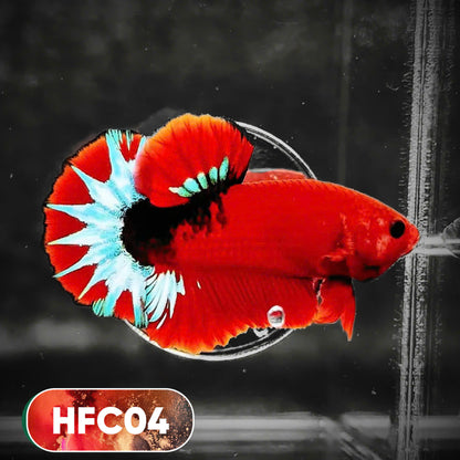 Hellboy Plakat Male Betta Fish | Order Directly From Farm | You Pick Fish