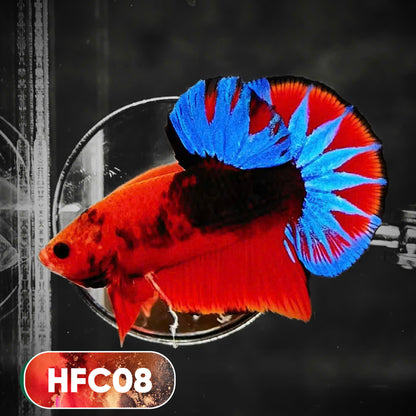 Hellboy Plakat Male Betta Fish | Order Directly From Farm | You Pick Fish