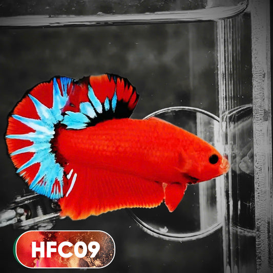 Hellboy Plakat Male Betta Fish | Order Directly From Farm | You Pick Fish