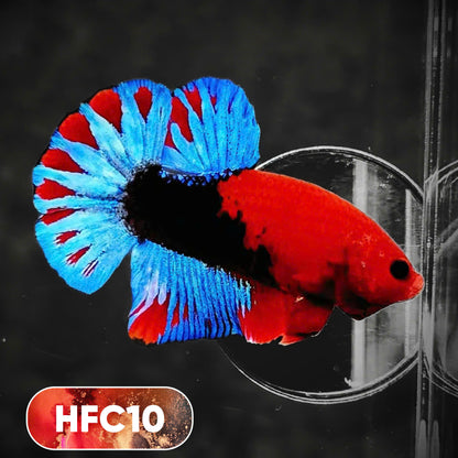 Hellboy Plakat Male Betta Fish | Order Directly From Farm | You Pick Fish