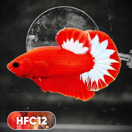 Hellboy Plakat Male Betta Fish | Order Directly From Farm | You Pick Fish