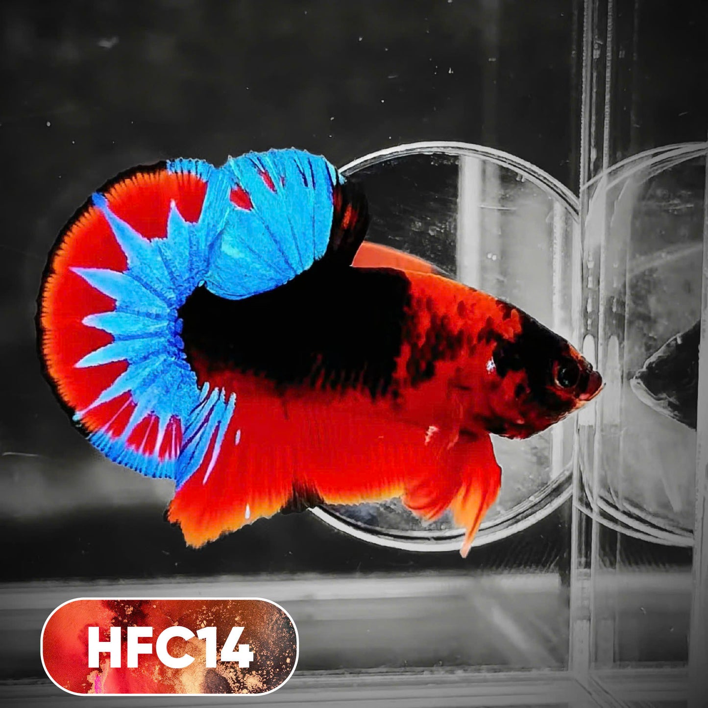 Hellboy Plakat Male Betta Fish | Order Directly From Farm | You Pick Fish
