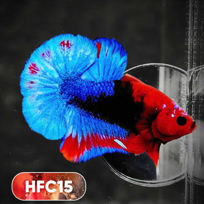 Hellboy Plakat Male Betta Fish | Order Directly From Farm | You Pick Fish