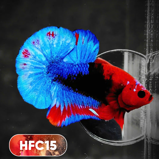 Hellboy Plakat Male Betta Fish | Order Directly From Farm | You Pick Fish
