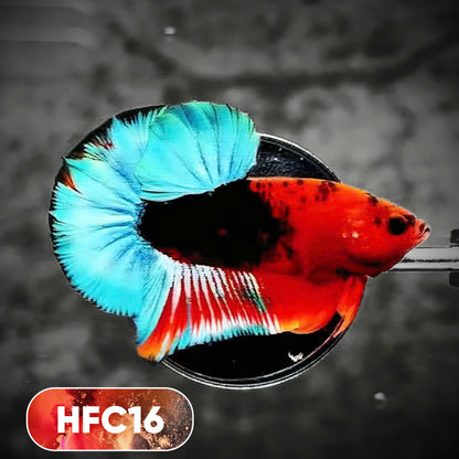 Hellboy Plakat Male Betta Fish | Order Directly From Farm | You Pick Fish
