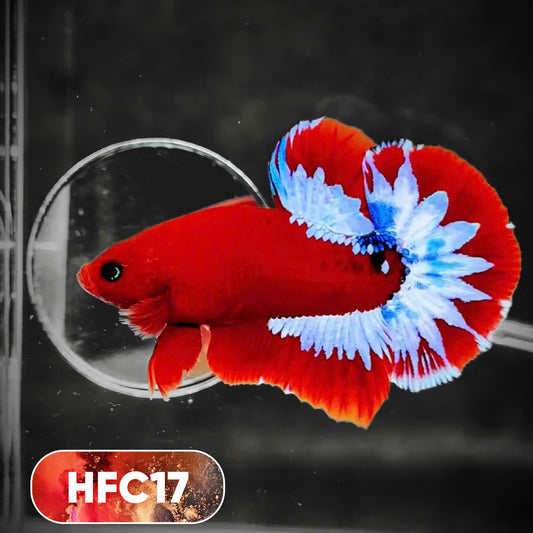 Hellboy Plakat Male Betta Fish | Order Directly From Farm | You Pick Fish