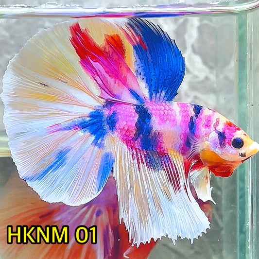 Nemo Halfmoon Male Betta Fish | Order Directly From Farm | You Pick Fish