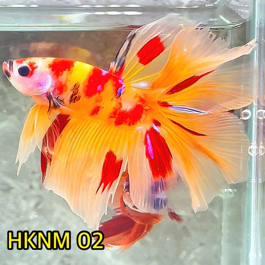 Nemo Halfmoon Male Betta Fish | Order Directly From Farm | You Pick Fish