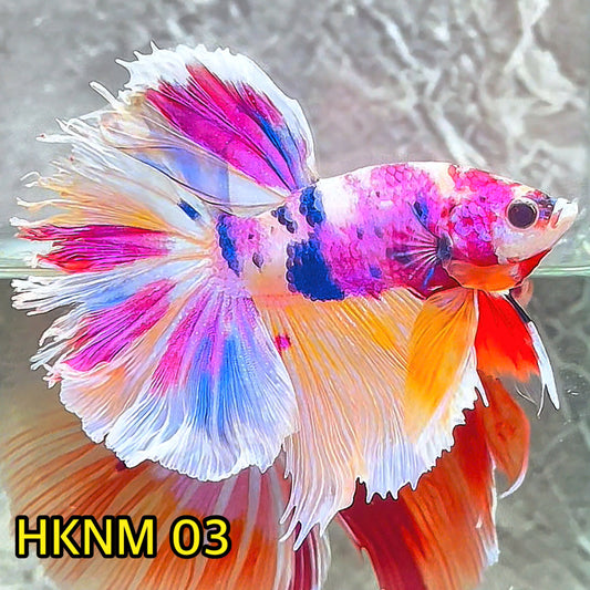 Nemo Halfmoon Male Betta Fish | Order Directly From Farm | You Pick Fish