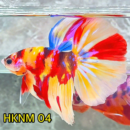 Nemo Halfmoon Male Betta Fish | Order Directly From Farm | You Pick Fish