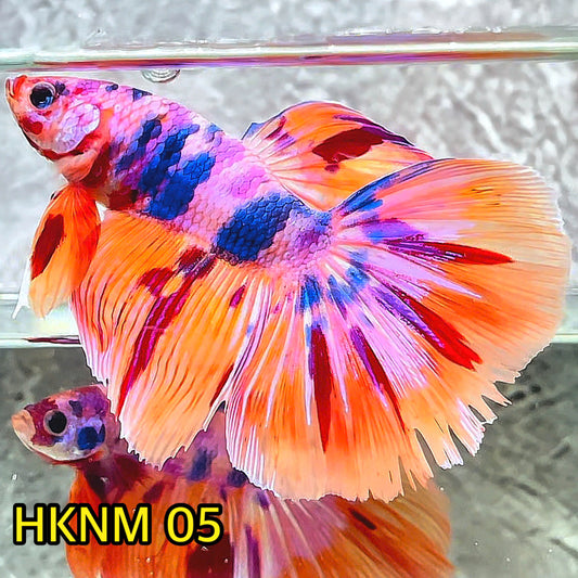 Nemo Halfmoon Male Betta Fish | Order Directly From Farm | You Pick Fish