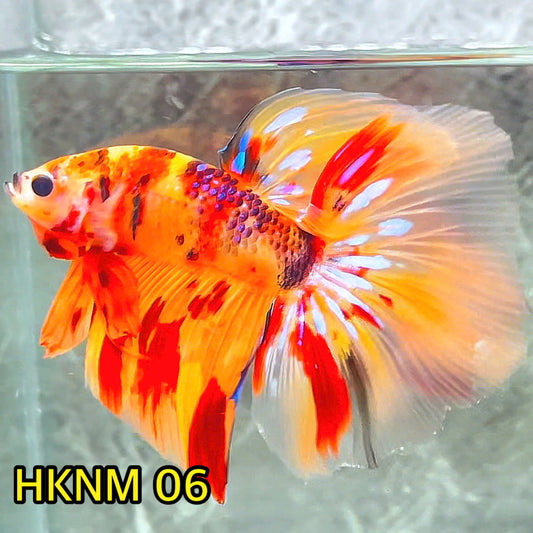 Nemo Halfmoon Male Betta Fish | Order Directly From Farm | You Pick Fish