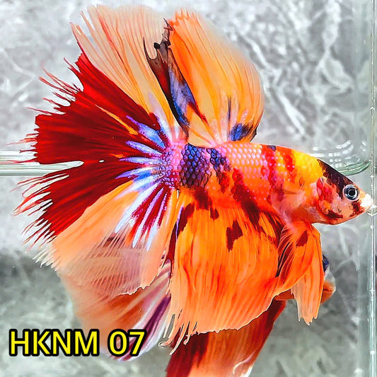 Nemo Halfmoon Male Betta Fish | Order Directly From Farm | You Pick Fish