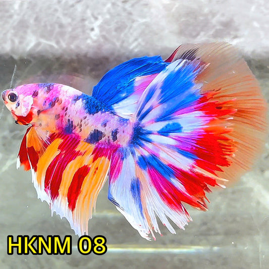 Nemo Halfmoon Male Betta Fish | Order Directly From Farm | You Pick Fish