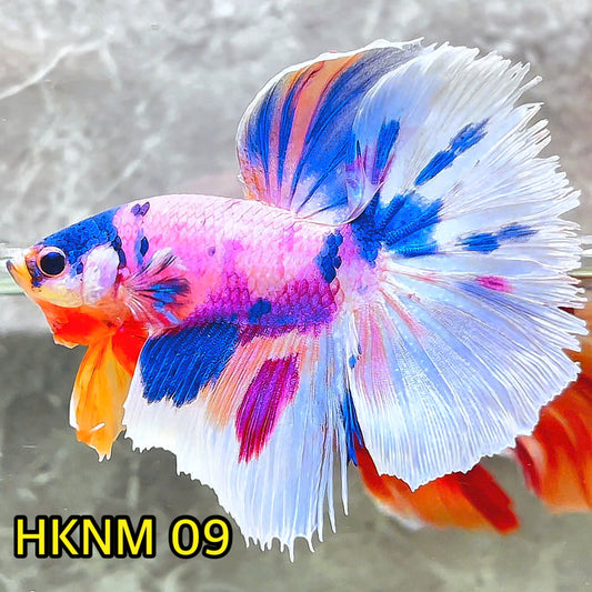 Nemo Halfmoon Male Betta Fish | Order Directly From Farm | You Pick Fish