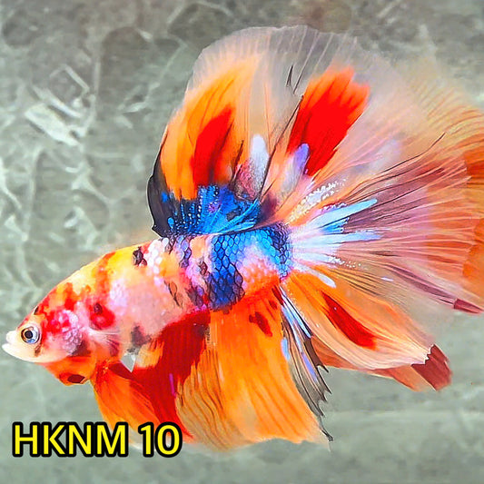 Nemo Halfmoon Male Betta Fish | Order Directly From Farm | You Pick Fish