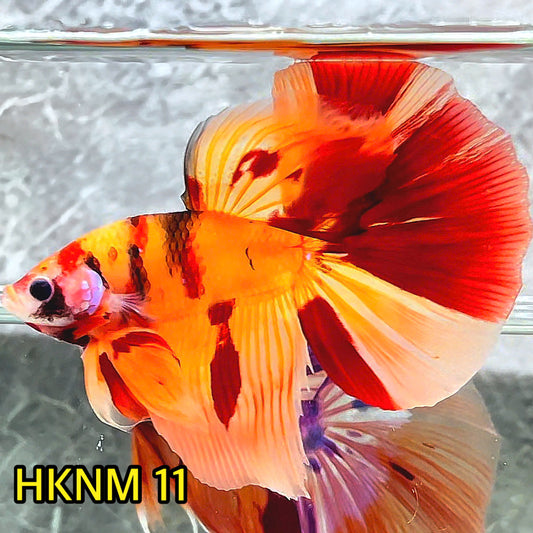 Nemo Halfmoon Male Betta Fish | Order Directly From Farm | You Pick Fish