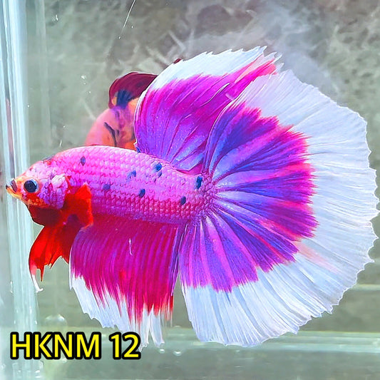 Nemo Halfmoon Male Betta Fish | Order Directly From Farm | You Pick Fish