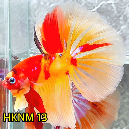 Nemo Halfmoon Male Betta Fish | Order Directly From Farm | You Pick Fish