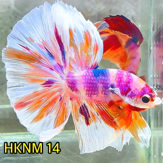 Nemo Halfmoon Male Betta Fish | Order Directly From Farm | You Pick Fish