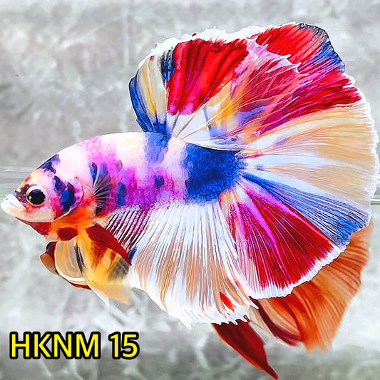 Nemo Halfmoon Male Betta Fish | Order Directly From Farm | You Pick Fish