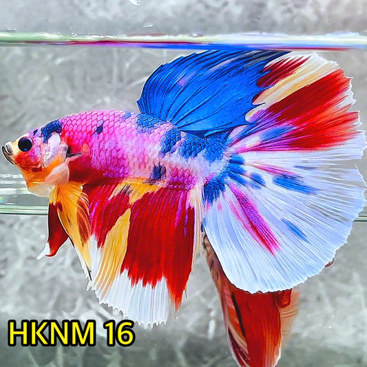 Nemo Halfmoon Male Betta Fish | Order Directly From Farm | You Pick Fish