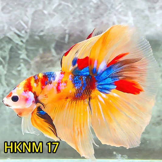 Nemo Halfmoon Male Betta Fish | Order Directly From Farm | You Pick Fish