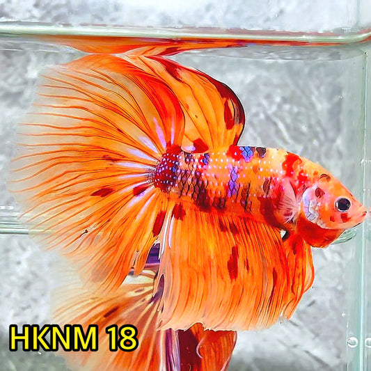 Nemo Halfmoon Male Betta Fish | Order Directly From Farm | You Pick Fish