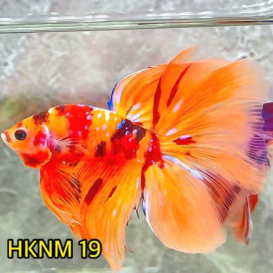 Nemo Halfmoon Male Betta Fish | Order Directly From Farm | You Pick Fish