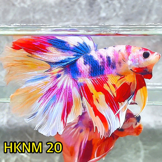 Nemo Halfmoon Male Betta Fish | Order Directly From Farm | You Pick Fish