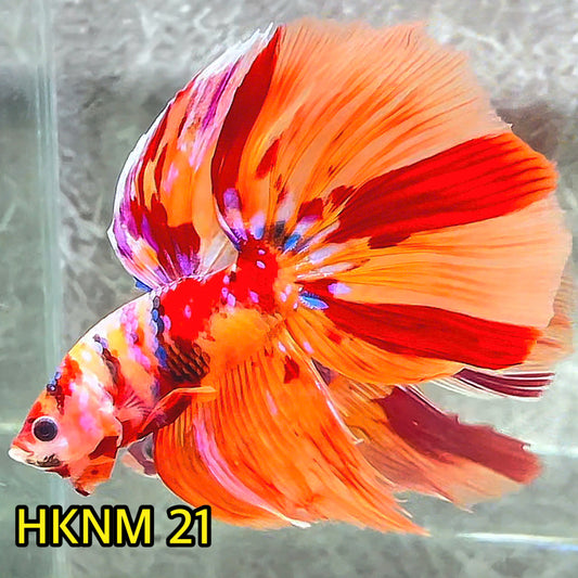 Nemo Halfmoon Male Betta Fish | Order Directly From Farm | You Pick Fish