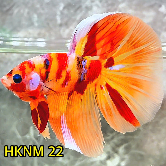 Nemo Halfmoon Male Betta Fish | Order Directly From Farm | You Pick Fish