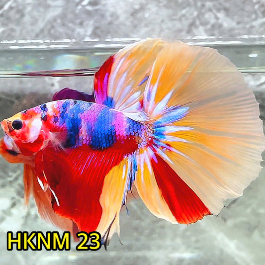 Nemo Halfmoon Male Betta Fish | Order Directly From Farm | You Pick Fish