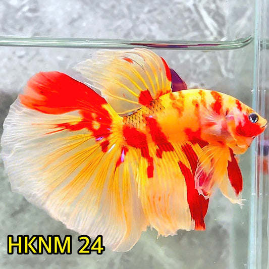 Nemo Halfmoon Male Betta Fish | Order Directly From Farm | You Pick Fish