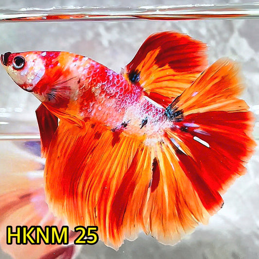 Nemo Halfmoon Male Betta Fish | Order Directly From Farm | You Pick Fish