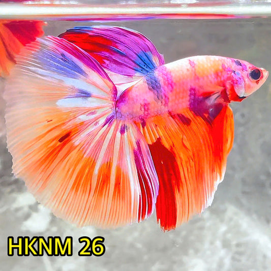 Nemo Halfmoon Male Betta Fish | Order Directly From Farm | You Pick Fish