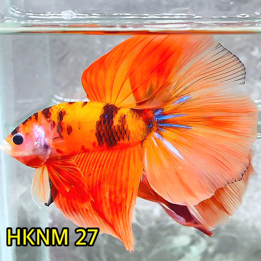 Nemo Halfmoon Male Betta Fish | Order Directly From Farm | You Pick Fish