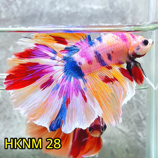 Nemo Halfmoon Male Betta Fish | Order Directly From Farm | You Pick Fish