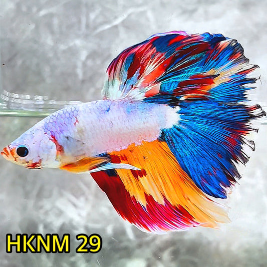 Nemo Halfmoon Male Betta Fish | Order Directly From Farm | You Pick Fish