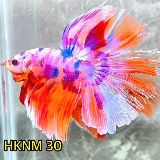 Nemo Halfmoon Male Betta Fish | Order Directly From Farm | You Pick Fish