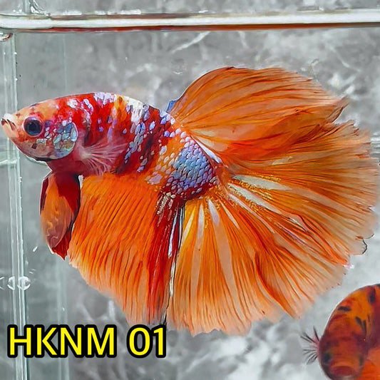 Nemo Halfmoon Male Betta Fish | Order Directly From Farm | You Pick Fish